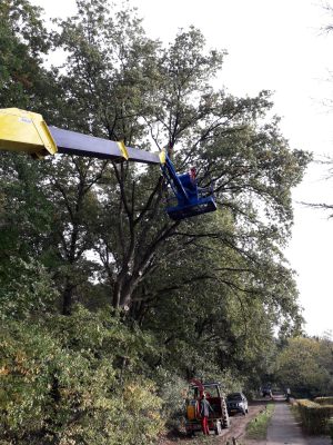 snoeien langs wegen